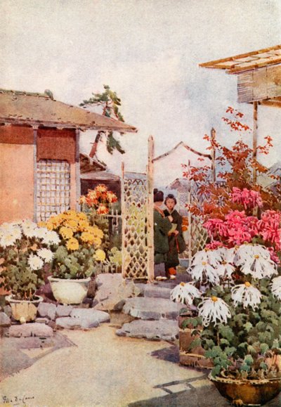 Chrysanthèmes, Kyoto - Ella Du Cane