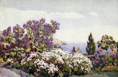 Weigandia et marguerites (lithographie en couleur) - Ella Du Cane