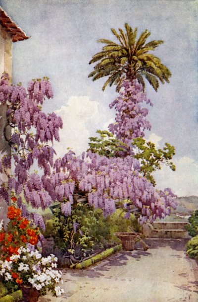 Glycine, Quinta Da Levada - Ella Du Cane