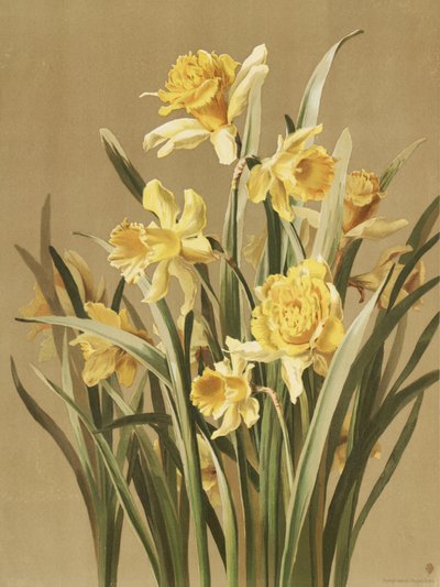 Jonquilles - Ellen Thayer Fisher