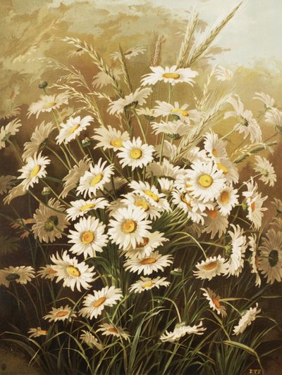 Les marguerites, par Ellen Thayer Fisher - Ellen Thayer Fisher