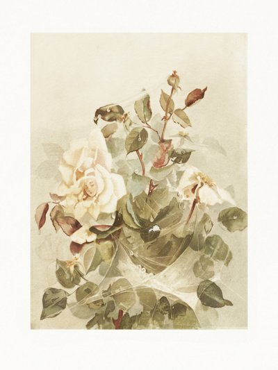 Des roses roses à travers la rosée du petit matin - Ellen Thayer Fisher