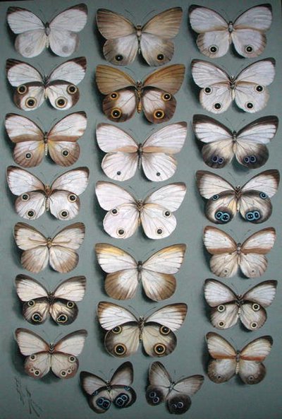 Vingt-Deux Papillons - Ellis Rowan
