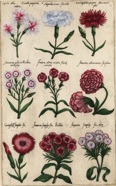 Différentes variétés d