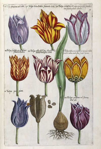 Diverses tulipes - Emanuel Sweert