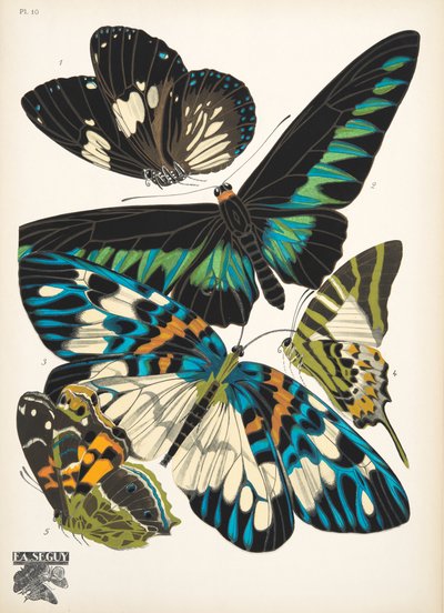 Planche 10, de Papillons, pub. 1925 - Émile Allain Séguy