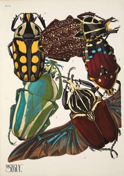 Planche 11 de Insectes, pub. années 1930 - Émile Allain Séguy
