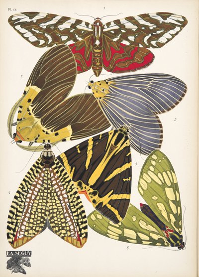 Planche 14, de Papillons, publié en 1925 - Émile Allain Séguy