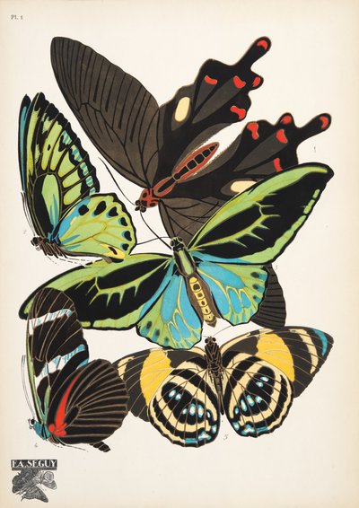 Planche 1, de Papillons, pub. 1925 - Émile Allain Séguy