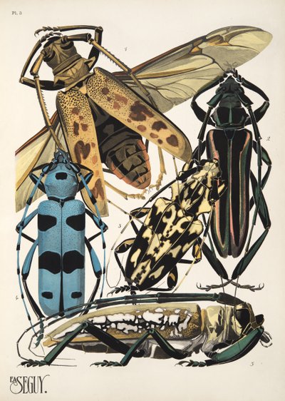 Planche 3 de Insectes, pub. années 1930 - Émile Allain Séguy