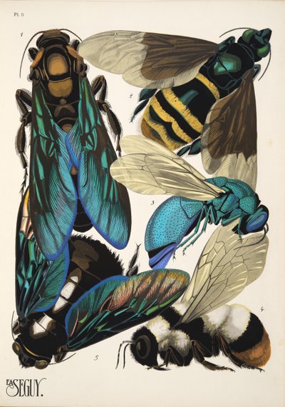 Planche 5 de Insectes, pub. années 1930 - Émile Allain Séguy