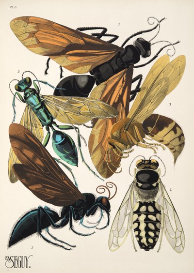 Planche 6 de Insectes, pub. années 1930 - Émile Allain Séguy