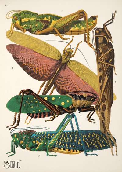 Planche 7 de Insectes, pub. années 1930 - Émile Allain Séguy