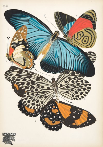 Planche 11, de Papillons, pub. 1925 - Émile Allain Séguy