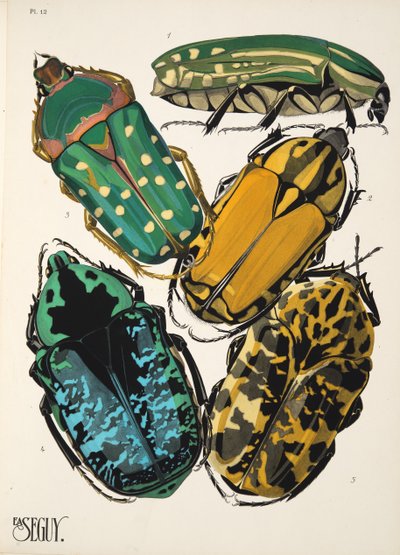 Planche 12 de Insectes, pub. années 1930 - Émile Allain Séguy