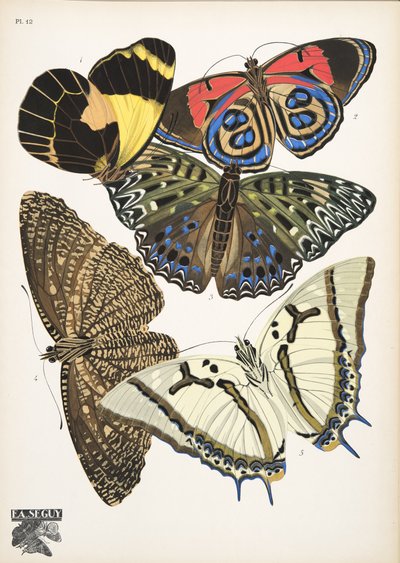 Planche 12 de Papillons, pub. 1925 - Émile Allain Séguy