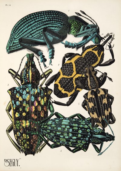 Planche 14 de Insectes, pub. années 1930 - Émile Allain Séguy