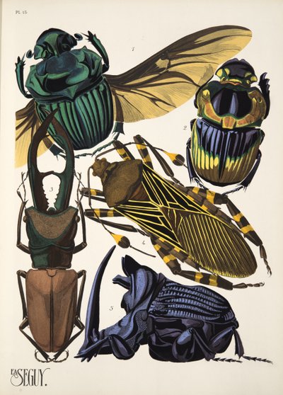 Planche 15 de Insectes, pub. années 1930 - Émile Allain Séguy