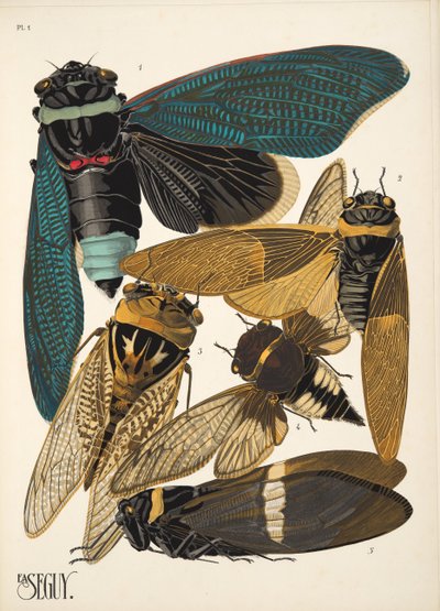 Planche 1 de Insectes, pub. années 1930 - Émile Allain Séguy