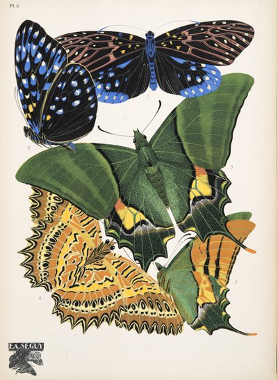 Planche 6 de Papillons, pub. 1925 - Émile Allain Séguy