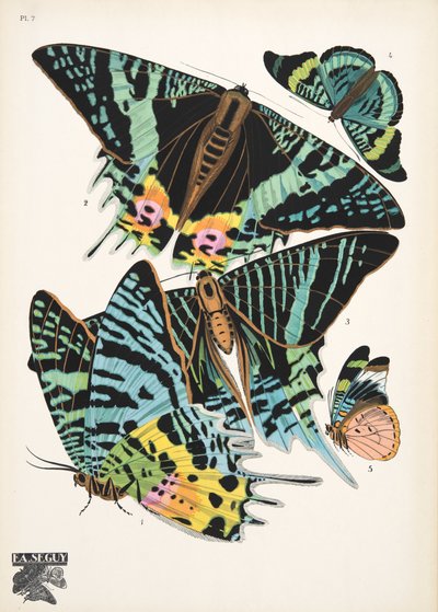 Planche 7, de Papillons, pub. 1925 - Émile Allain Séguy