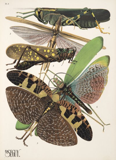 Planche 8 de Insectes, pub. années 1930 - Émile Allain Séguy