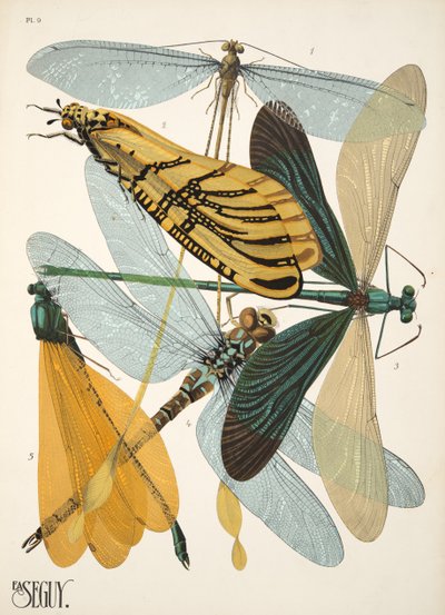 Planche 9 de Insectes, pub. années 1930 - Émile Allain Séguy