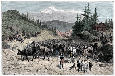 Le jodel ou départ des troupeaux (vaches, chèvres) vers les pâturages. Illustration d