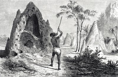 Nids des termites (gravure) - Emile Antoine Bayard