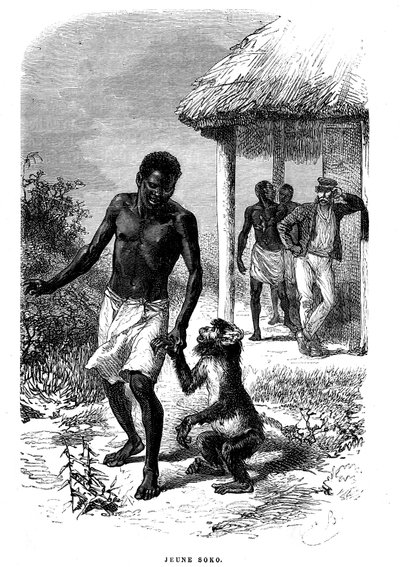 Jeune singe Soko en Afrique. Gravure par Émile Bayard (1837-1891) illustrant les dernières histoires de l