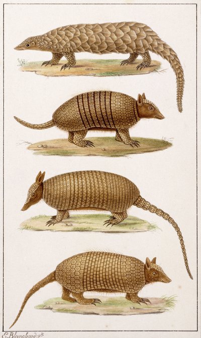Un grand fourmilier et trois types de tatous - Emile Theophile Blanchard