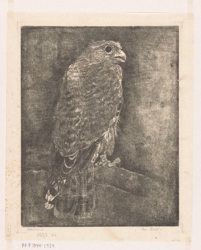 Faucon sur une branche - Emilius Wilhelmus Dehé (signed by artist)