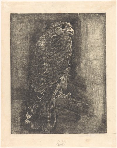 Faucon sur une branche - Emilius Wilhelmus Dehé