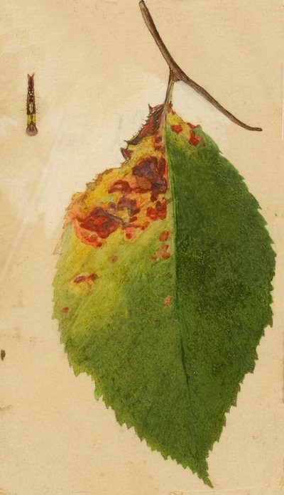 Feuille froissée et flétrie imitant une chenille..., fin 19e-début 20e siècle - Emma Beach Thayer