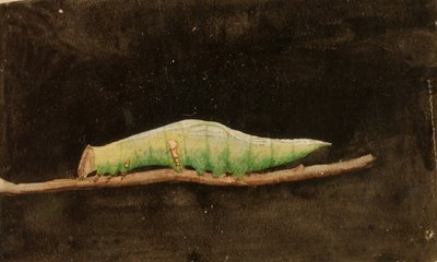 Chenille à grandes taches de la bordure de la feuille de plage, étude pour le livre Concealing Coloration in the Animal Kingdom (en anglais) - Emma Beach Thayer