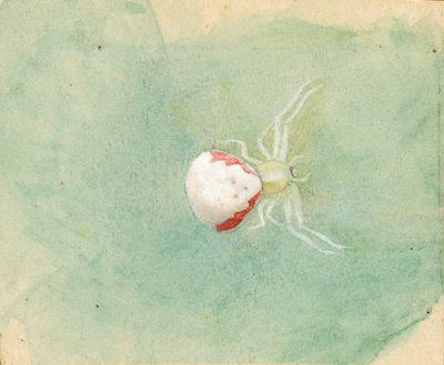 Araignée Porcelaine-Blanche - Emma Beach Thayer