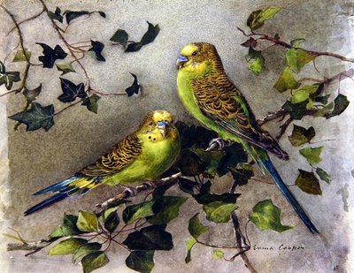 Une paire de perruches - Emma Cooper