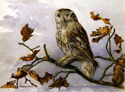 Un hibou - Emma Cooper
