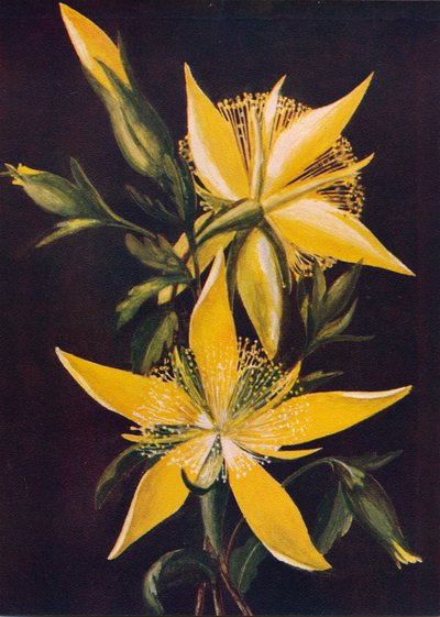 Étoile Brillante, vers 1915, 1915 - Emma Graham Clock