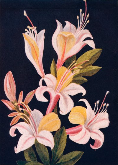 Azalée de Californie, c1915 - Emma Graham Clock
