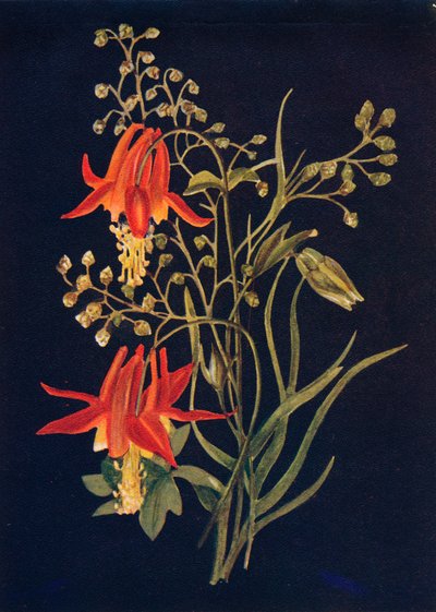 Colombine - Emma Graham Clock