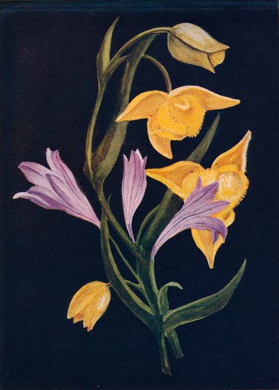 Lanternes de Diogène & Brodiaea de la moisson, vers 1915 - Emma Graham Clock