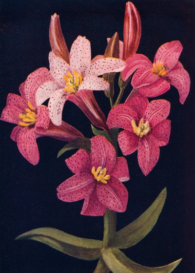 Lys rubis, vers 1915 - Emma Graham Clock