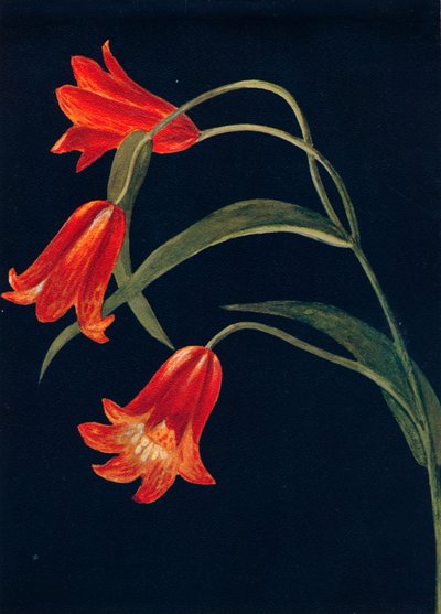 Fritillaire écarlate - Emma Graham Clock
