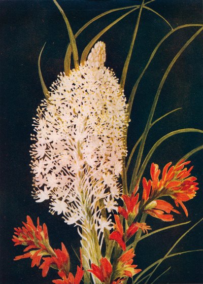 Herbe Squaw et pinceau écarlate, vers 1915 - Emma Graham Clock