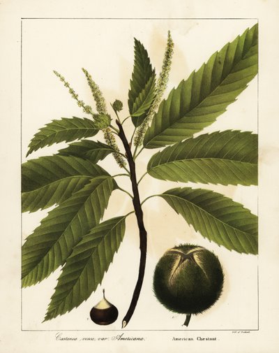 Châtaignier américain, Castanea dentata - Endicott Endicott