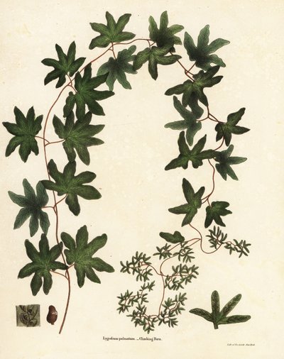Fougère grimpante américaine ou fougère de Hartford, Lygodium palmatum - Endicott Endicott