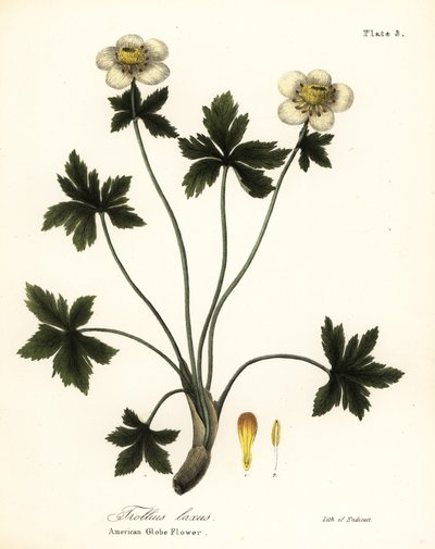 Trollius laxus - Endicott Endicott