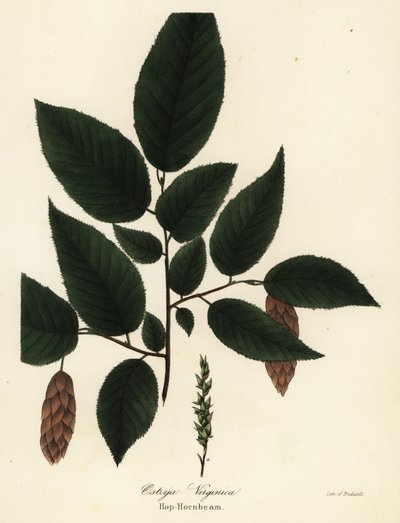 Charme-houblon américain, Ostrya virginiana - Endicott Endicott