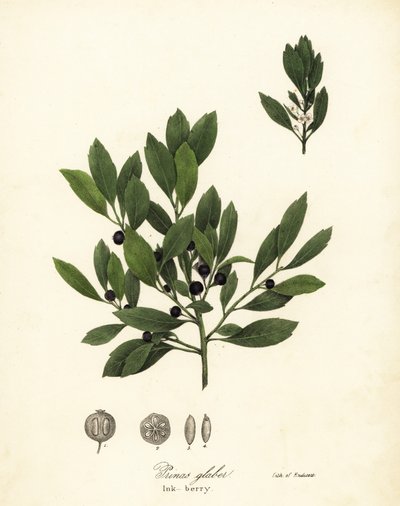 Thé des Appalaches, Ilex glabra - Endicott Endicott